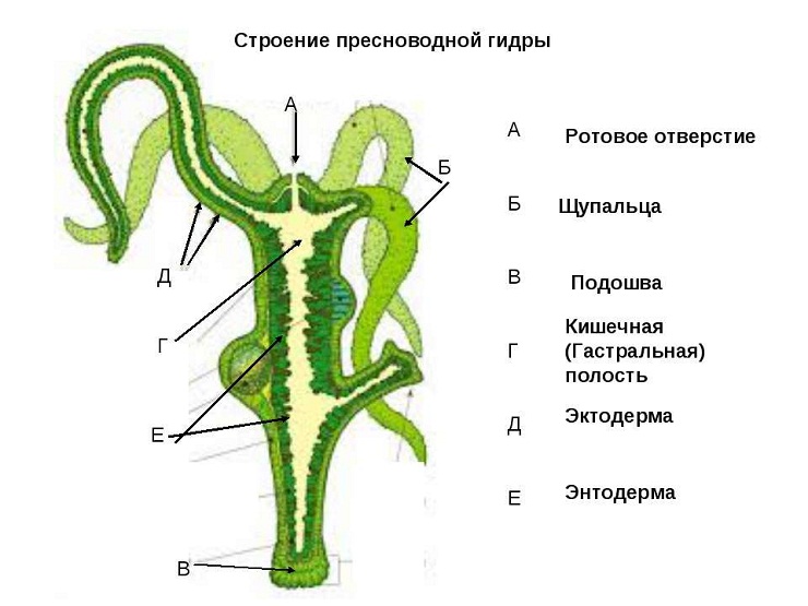 Что с кракеном сайт
